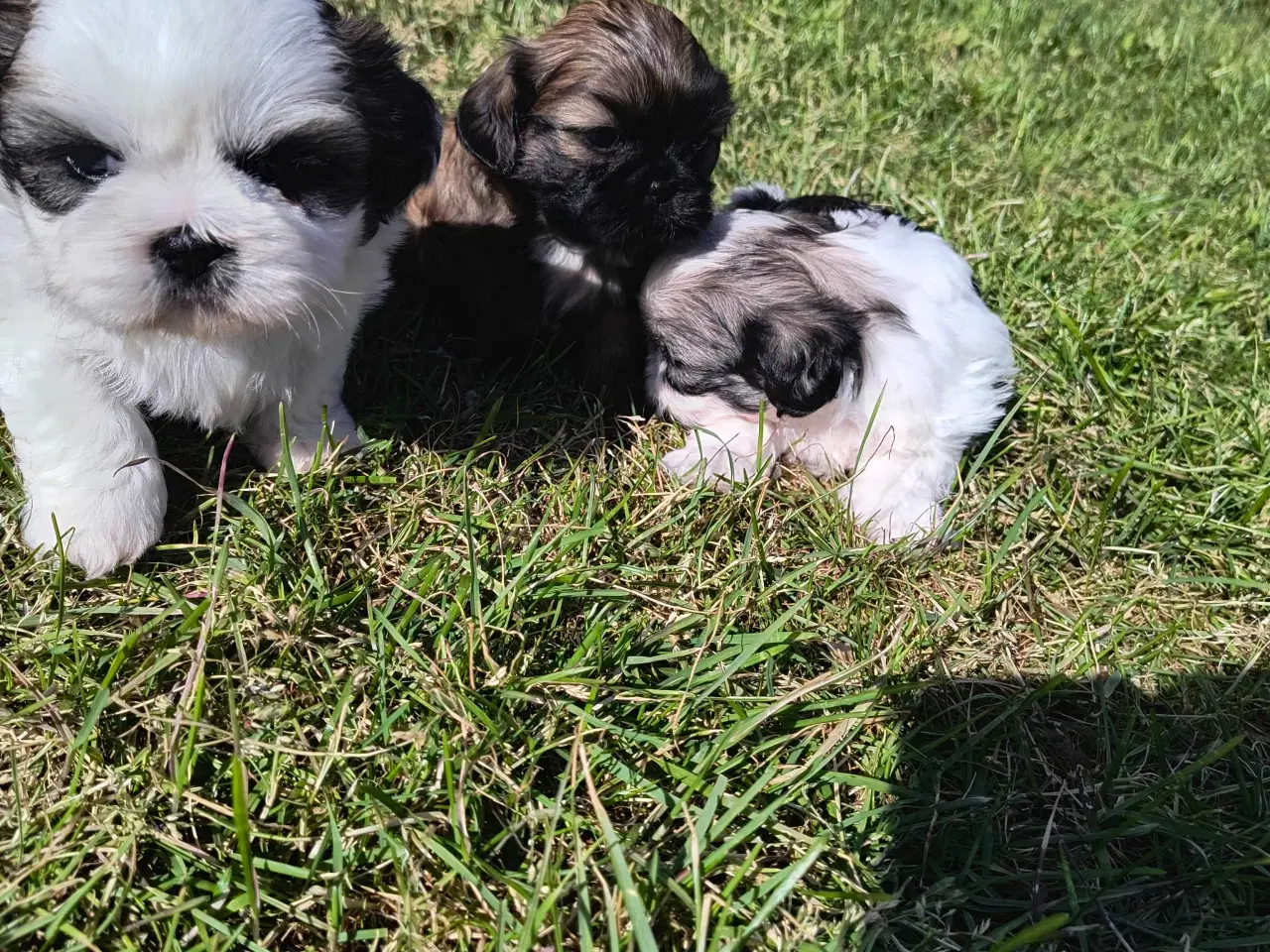 Billede 3 - Ægte Shih Tzu hvalpe