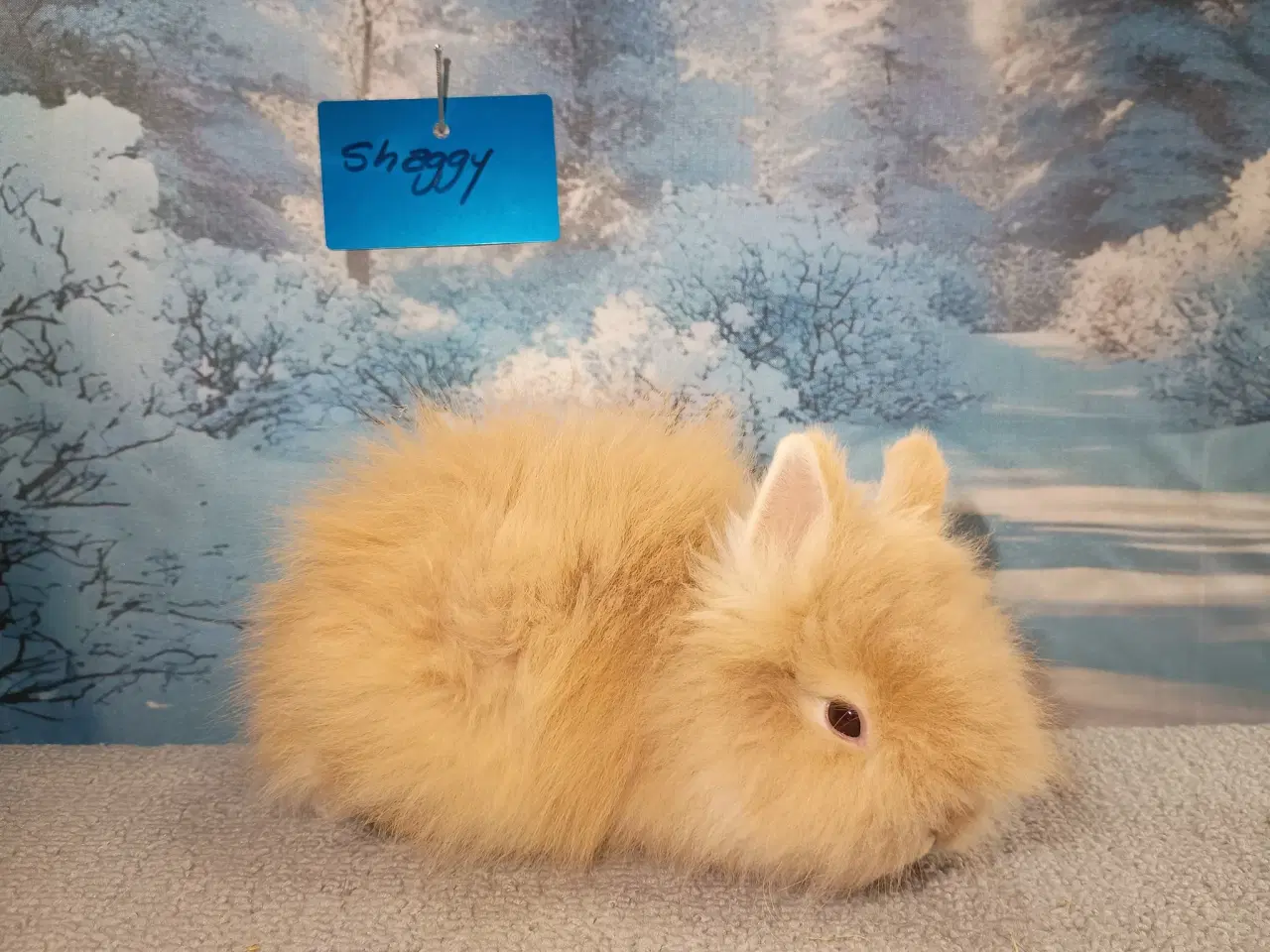 Billede 1 - Ren Racet Teddy (dværg angora kanin) dreng  