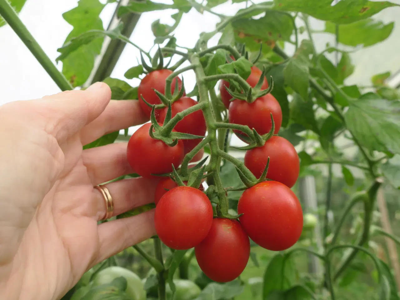 Billede 3 - Tomatfrø