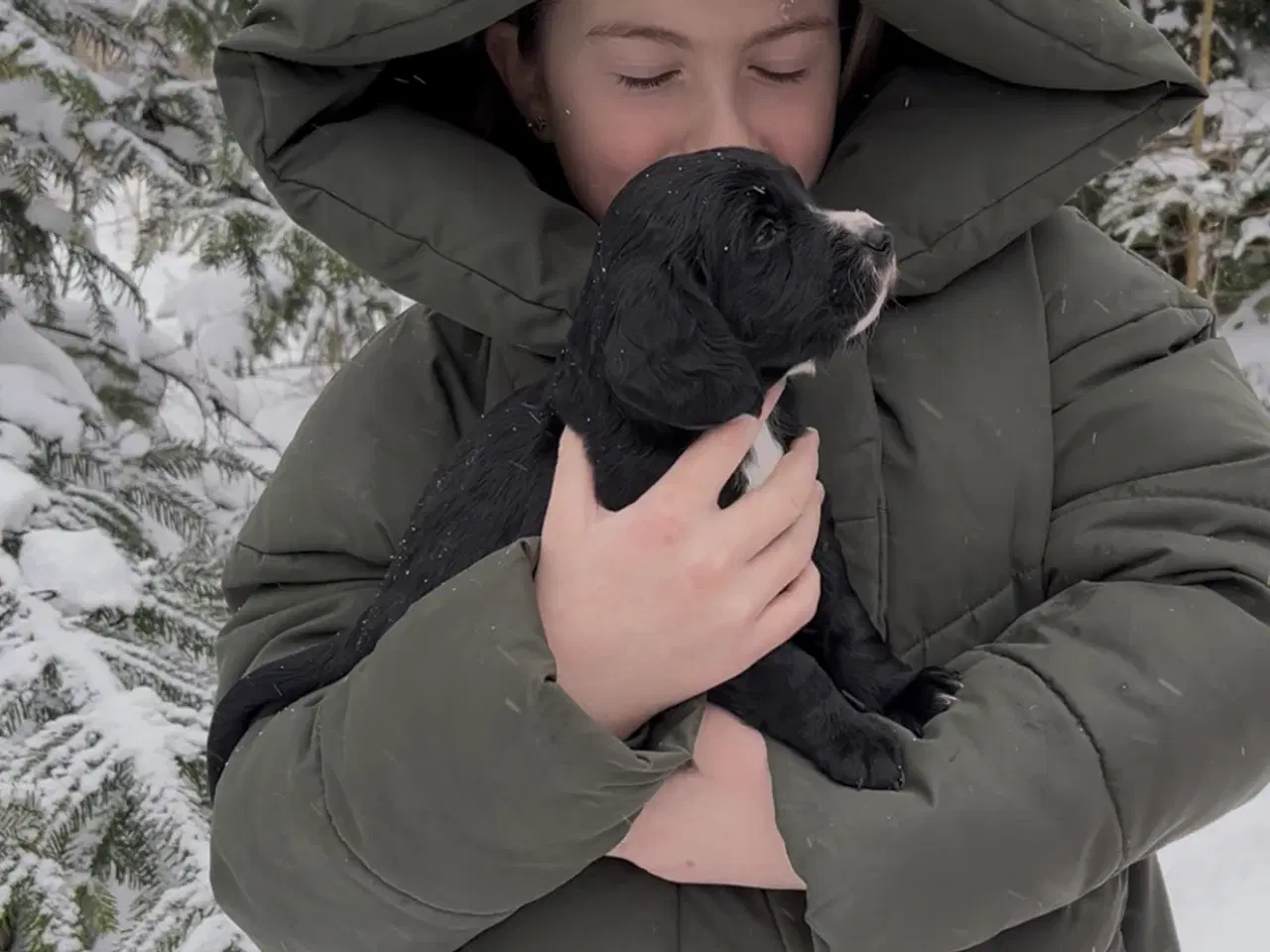 Billede 5 - Working Spaniel (FT)