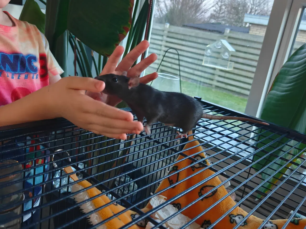 Billede 9 - Rotte piger søger nyt hjem 