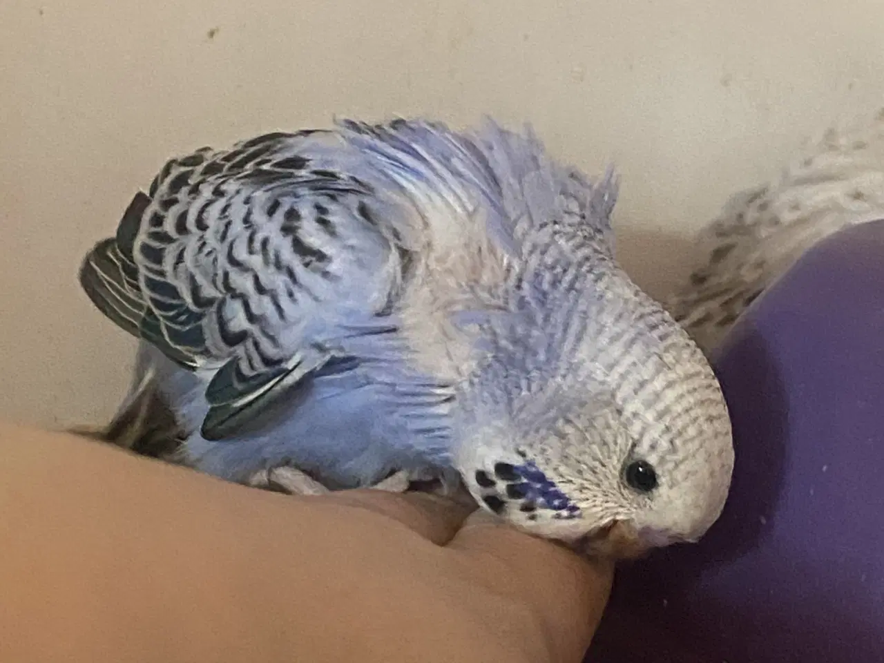 Billede 1 - Håndterede engelske undulater - kun hanunger