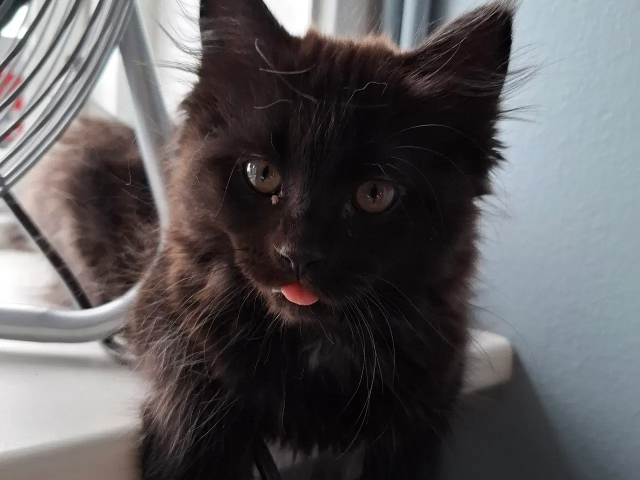 Billede 5 - Virkelig lækker main coon blanding salgsklar NU
