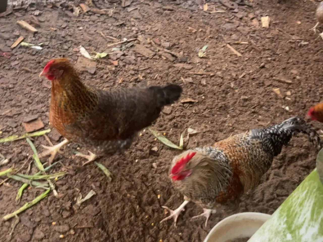 Billede 1 - Bielefelder høns