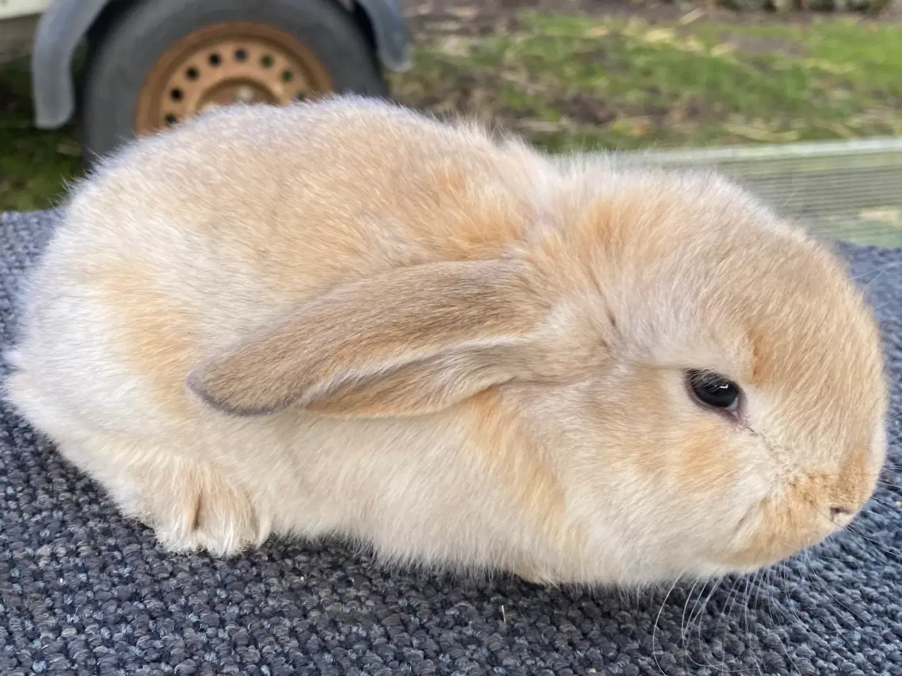 Billede 8 - FRANSK VÆDDER HUN VILDTGUL