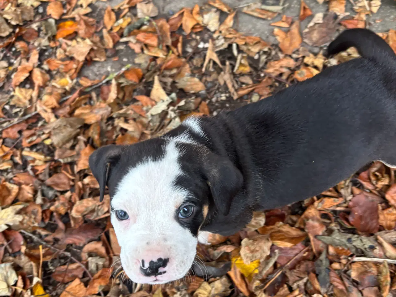 Billede 2 - Bull-Aussie Hvalpe