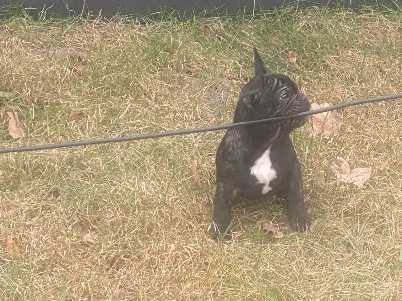 Billede 15 - Fransk bulldog hvalp