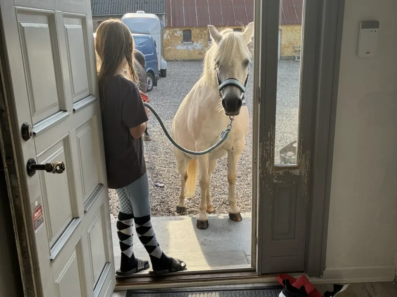 Billede 4 - Welsh pony