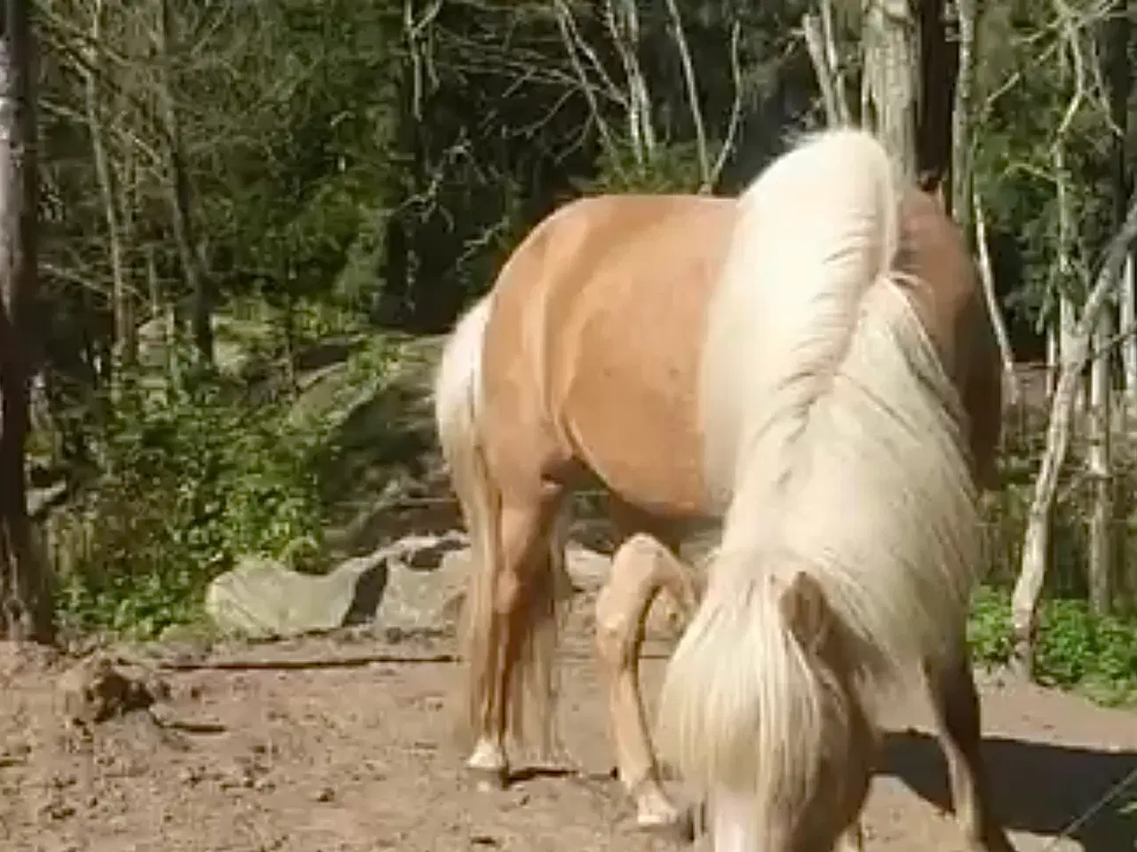 Billede 6 - Tøltende Skovturs- / Konehest