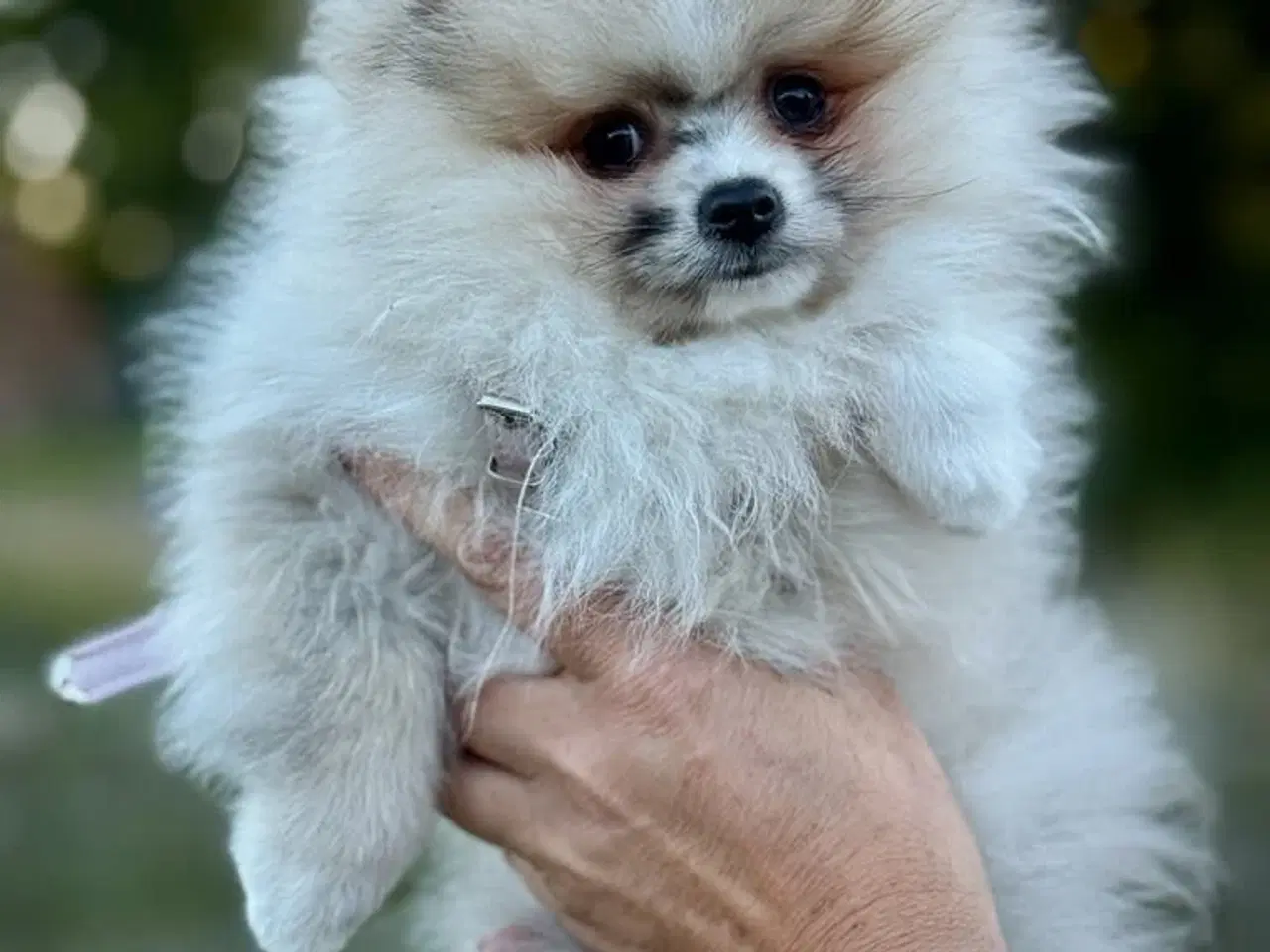 Billede 3 - Pomeranian hvalp 