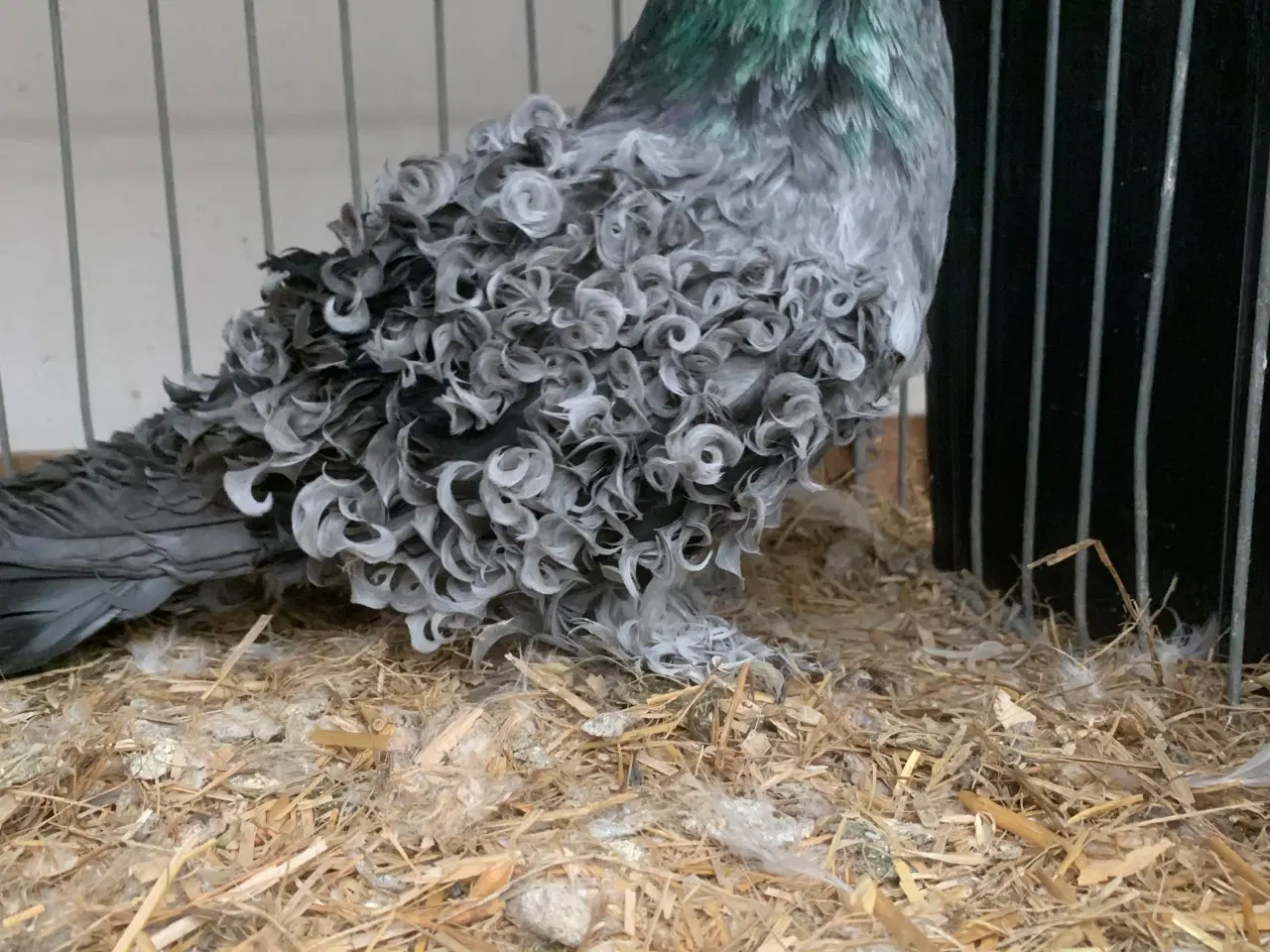 Billede 2 -  Friseret Blåskimmel 4.4