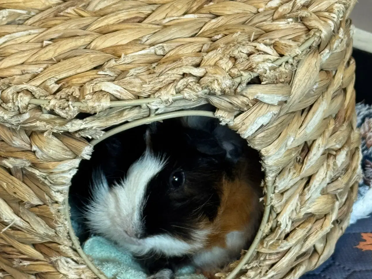 Billede 4 - 2 marsvin hunner 6 mdr. gamle