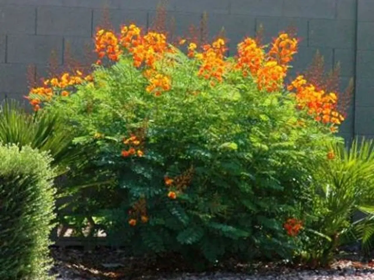 Billede 1 - 40 Påfugl frø (Caesalpinia Pulcherrima) inkl. lev.