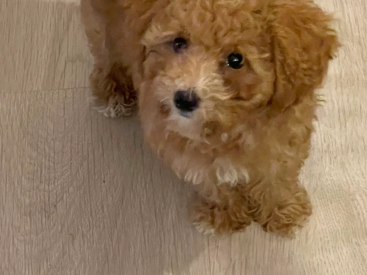 Billede 7 - 🐾maltipoo miniature 🩷💙🐾