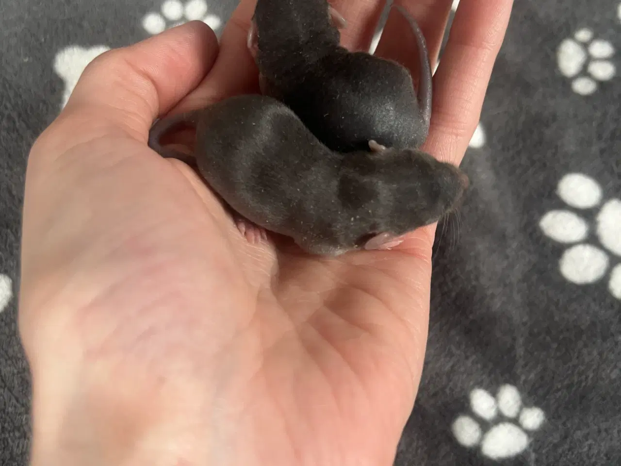 Billede 1 - Tamrotter til salg 