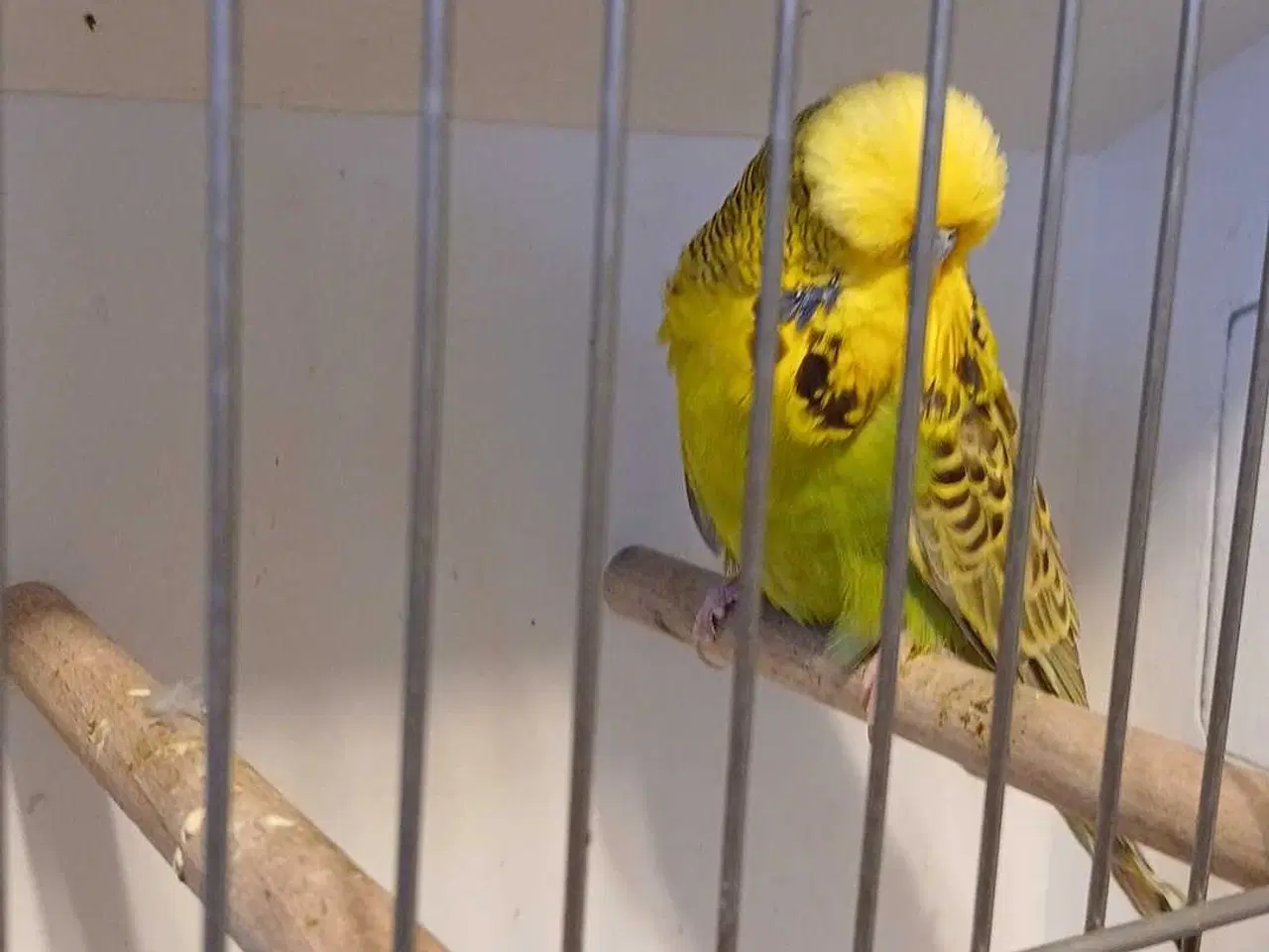 Billede 11 - 1 par Engelske undulater 