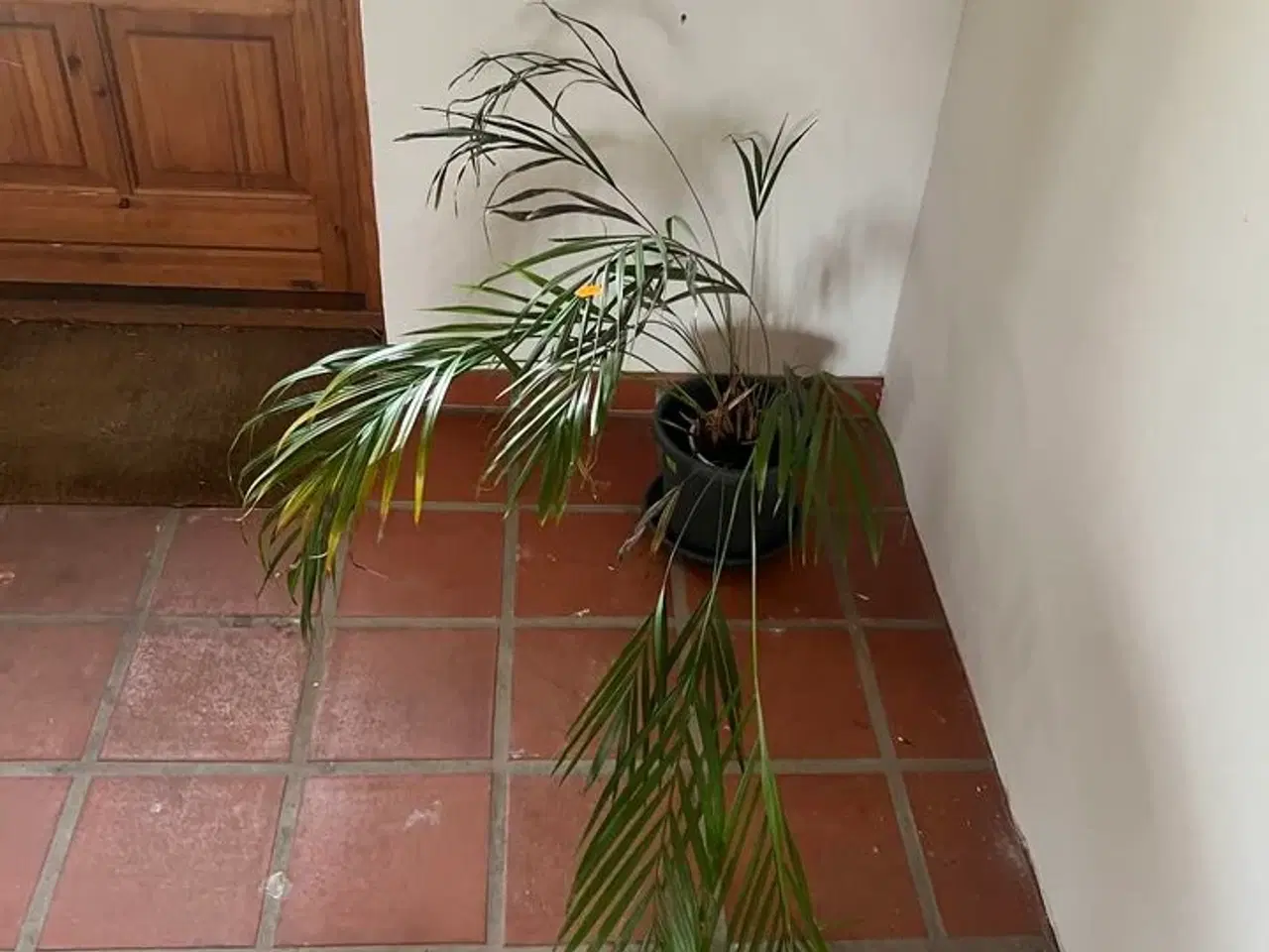 Billede 5 - Div. planter (se billeder)