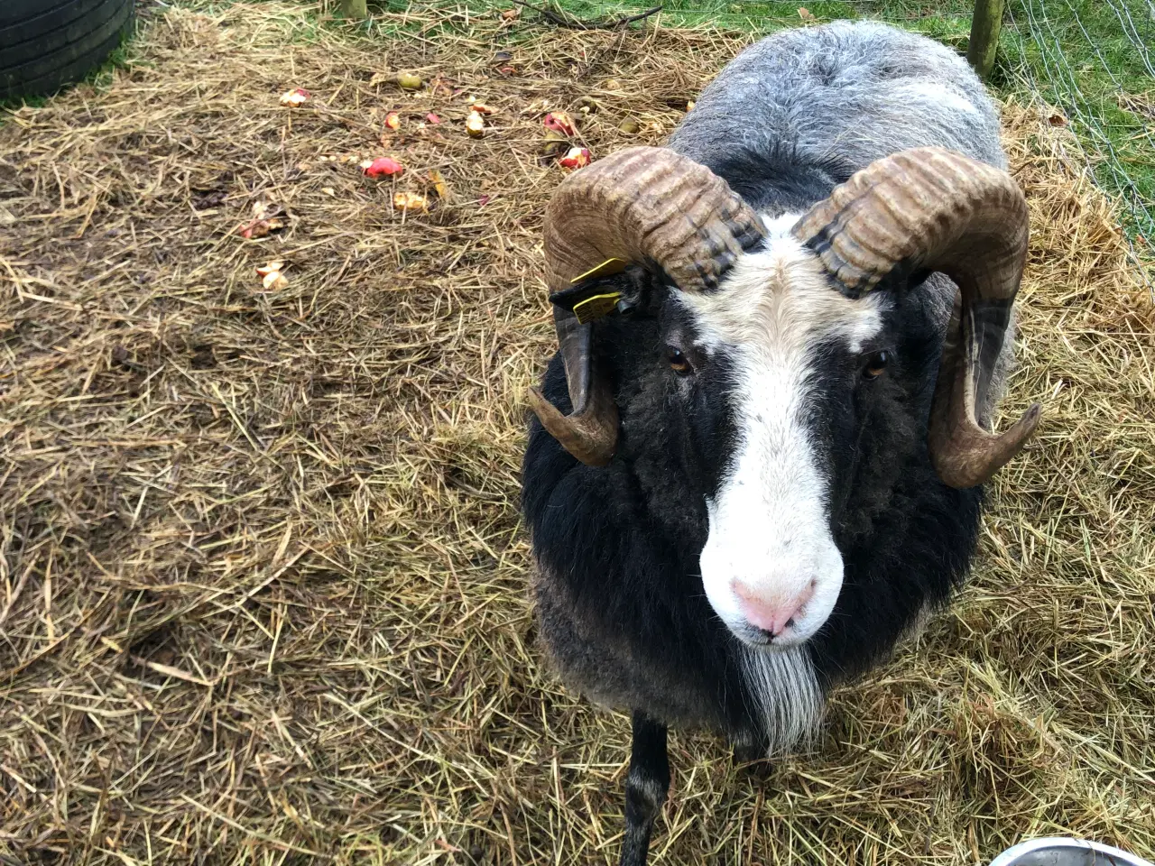 Billede 3 - Gute får