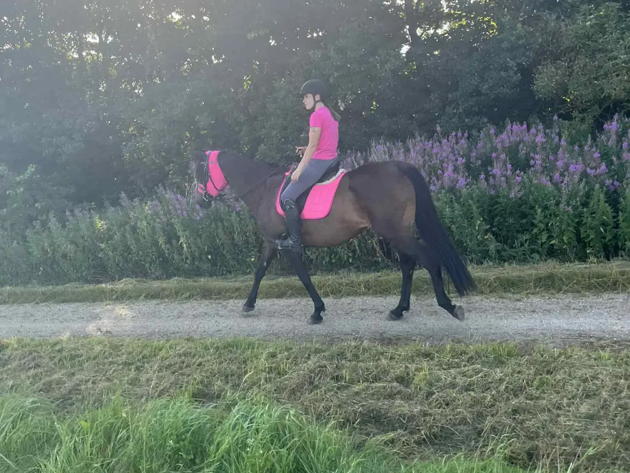 Billede 4 - 🌟 Trakehner - Dansk  varmblod hoppe 🌟