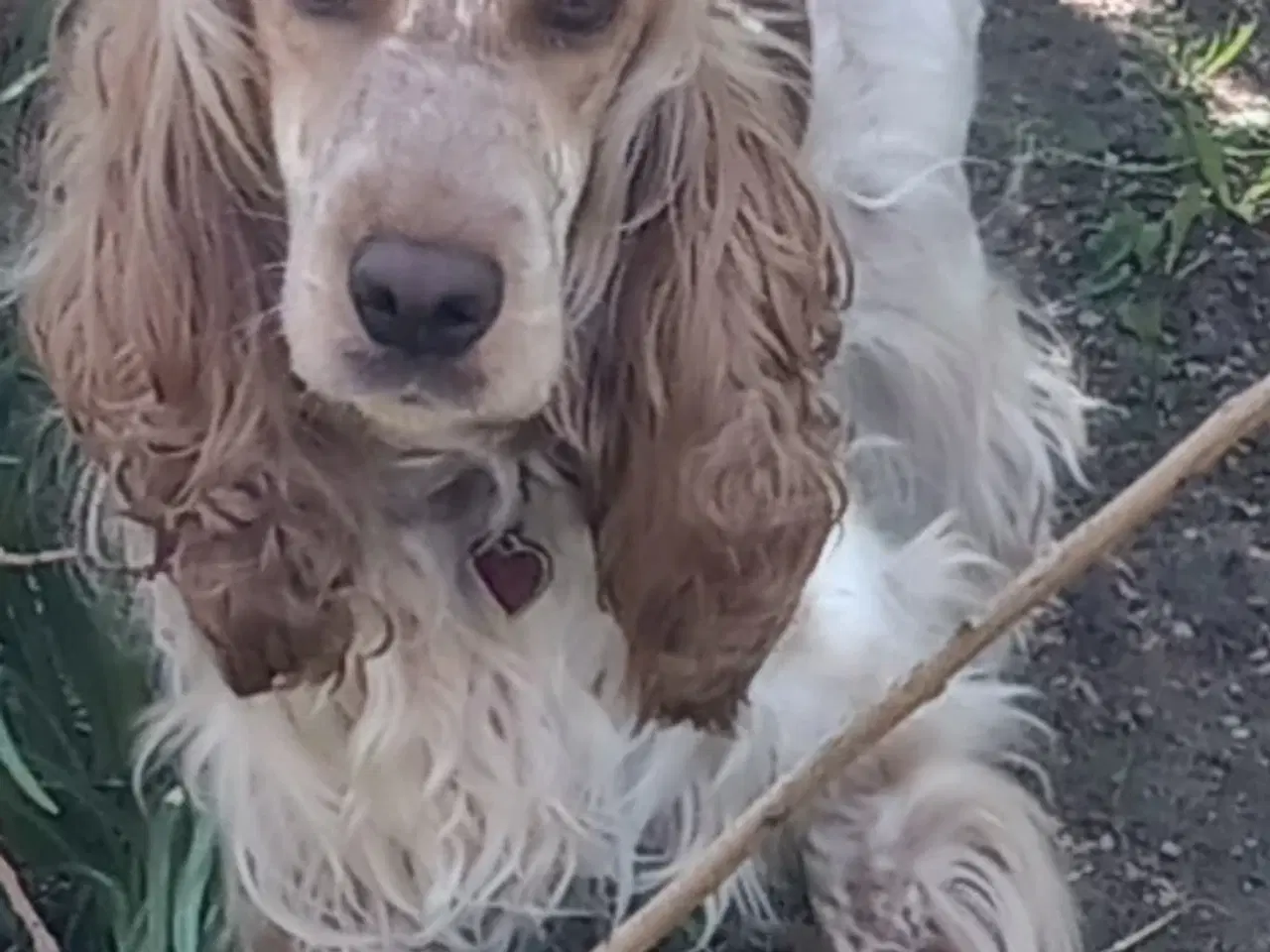 Billede 7 - Cocker spaniel hvalpe