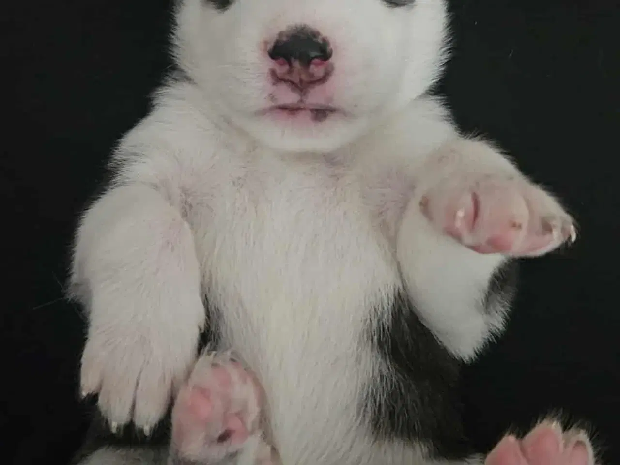 Billede 6 - Siberian Husky hvalper