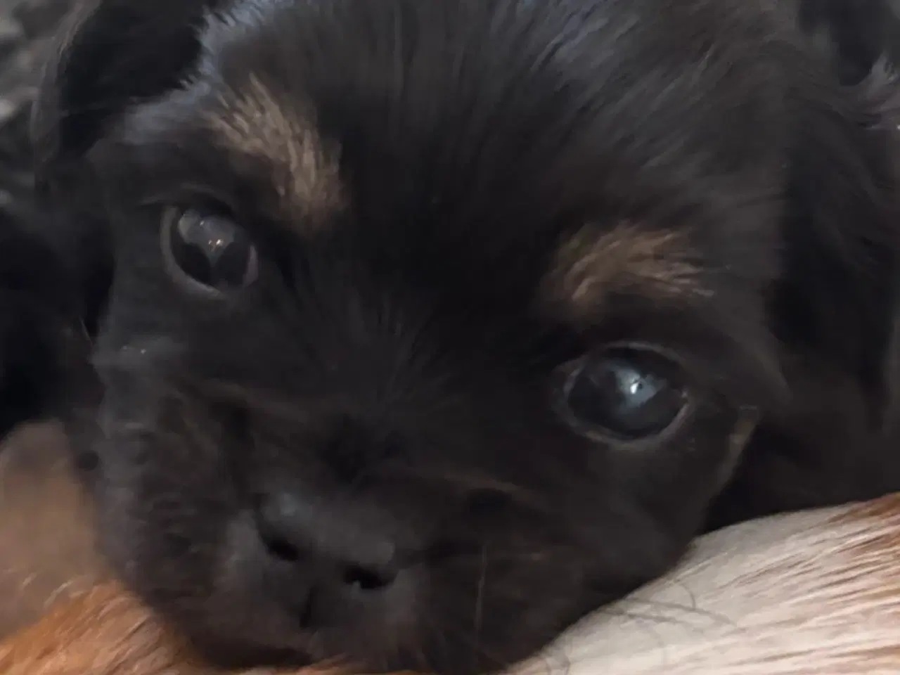 Billede 5 - Chihuahua