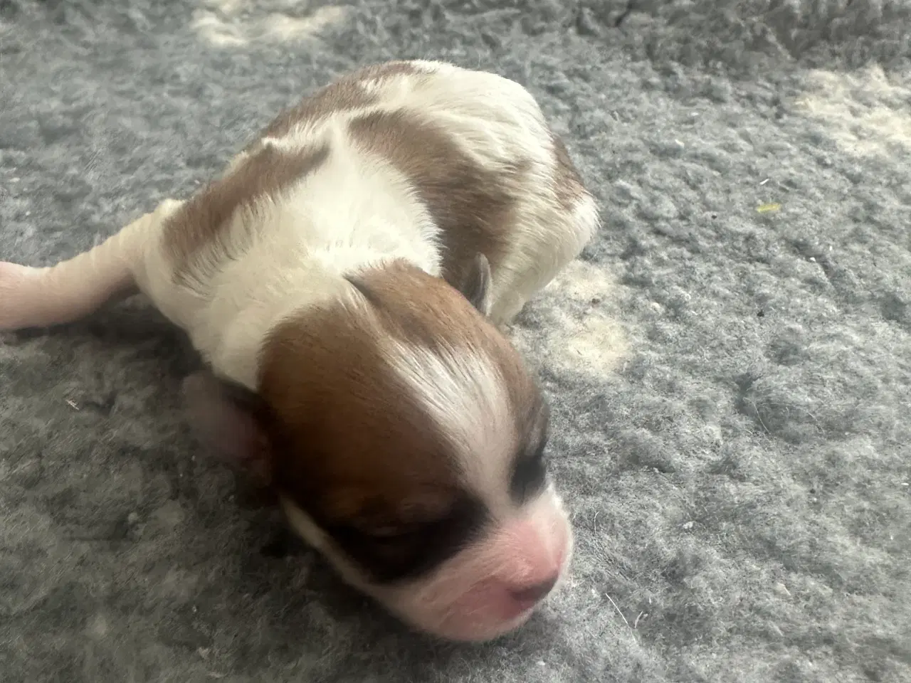 Billede 3 - Lhasa apso - Carla