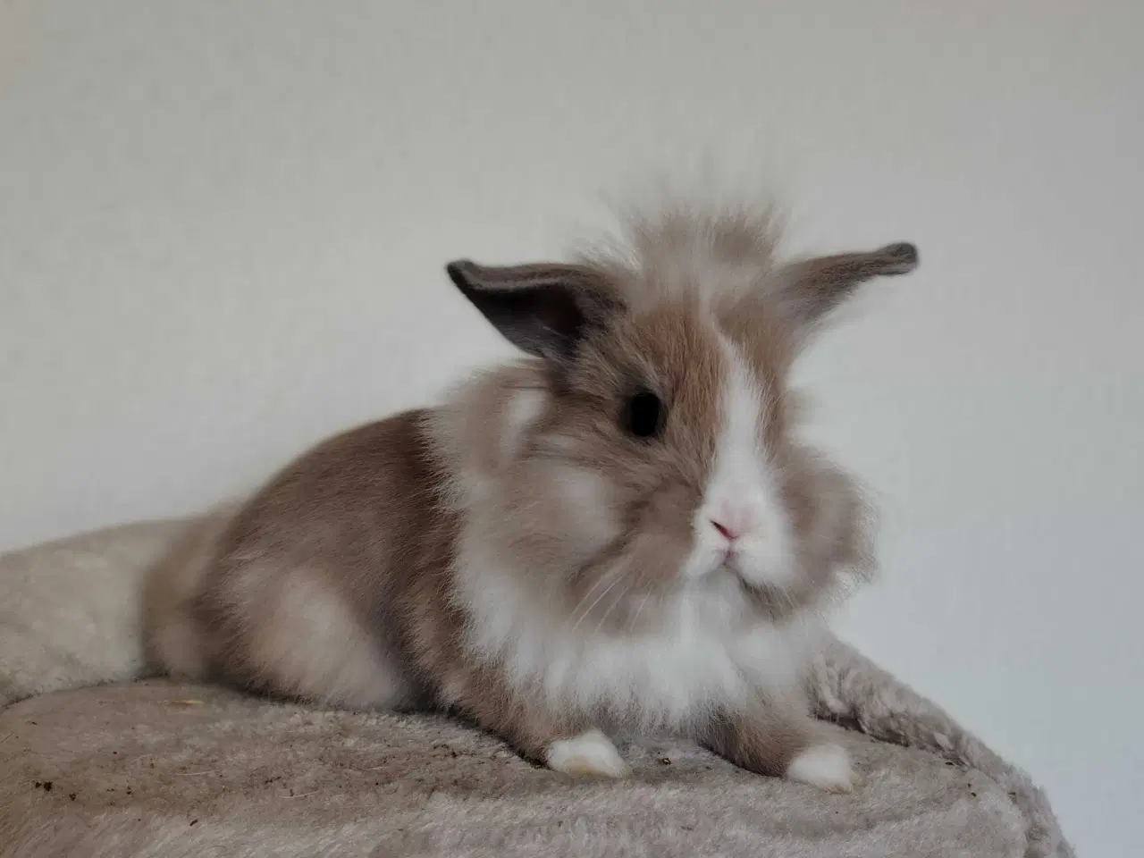 Billede 2 - 🐰Se Her🐰