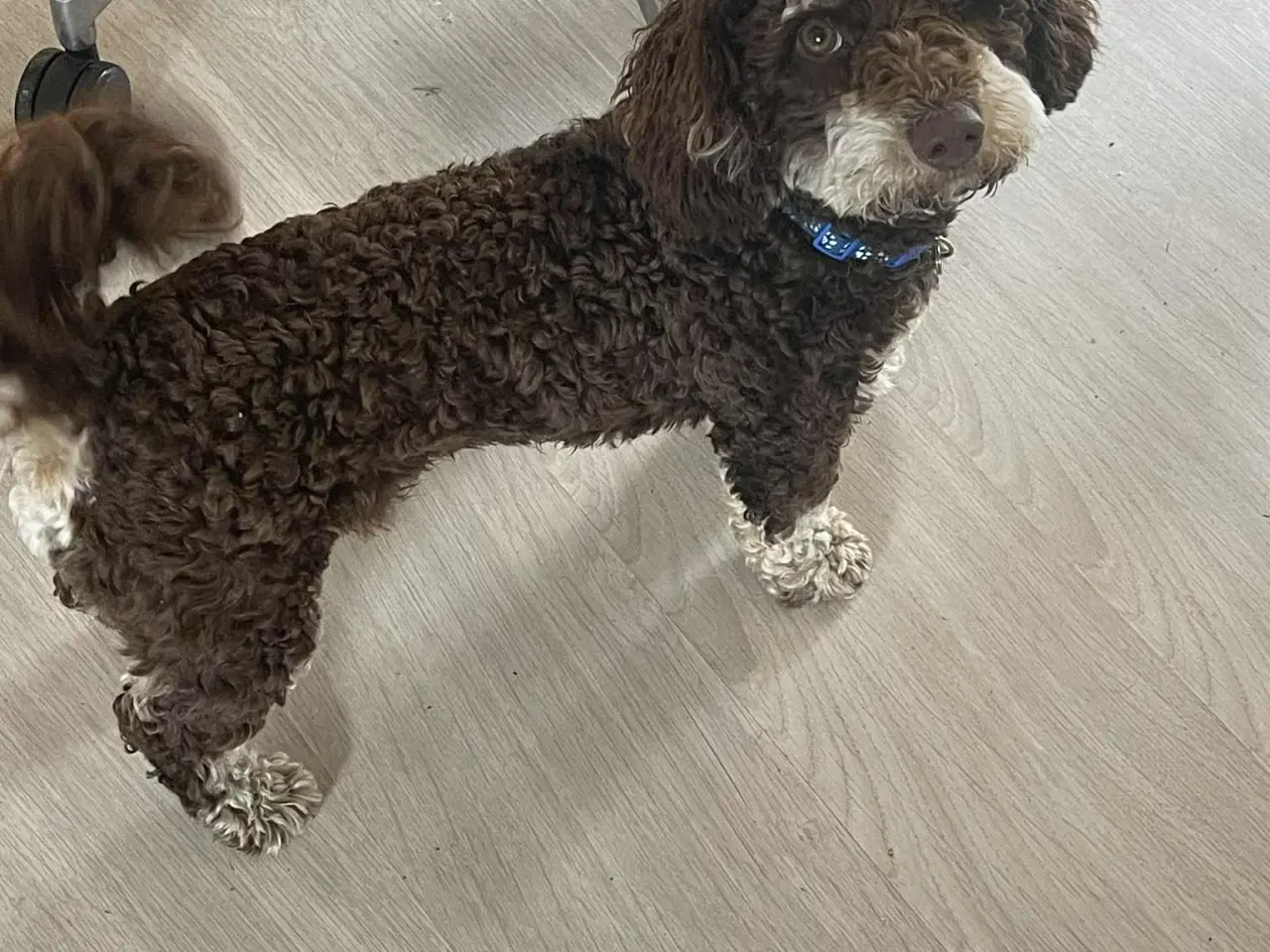 Billede 2 - Maltipoo Skøn Chokolade-Tan han