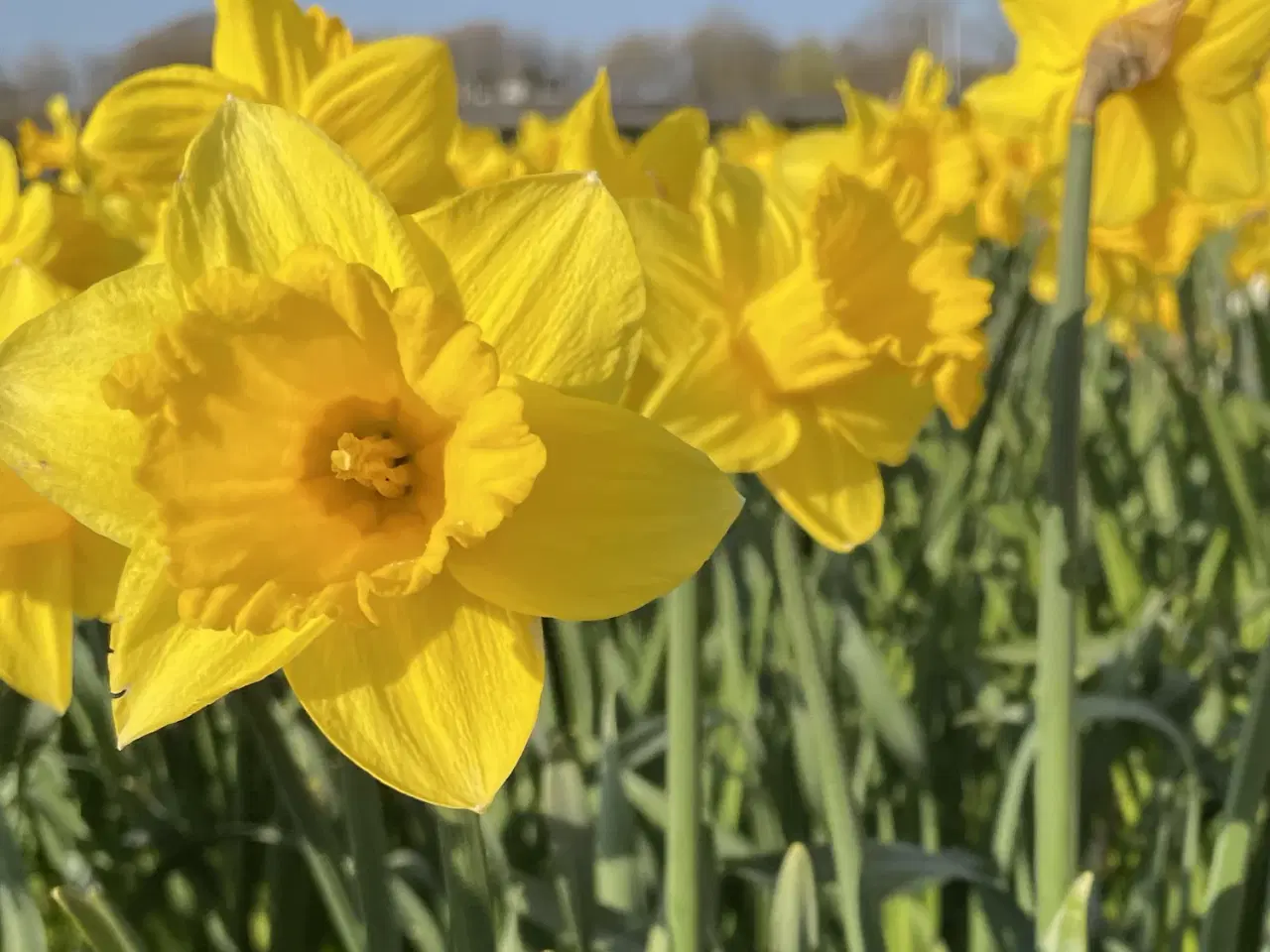 Billede 1 - Klassisk gul påskelilje - Dutch Master blomsterløg