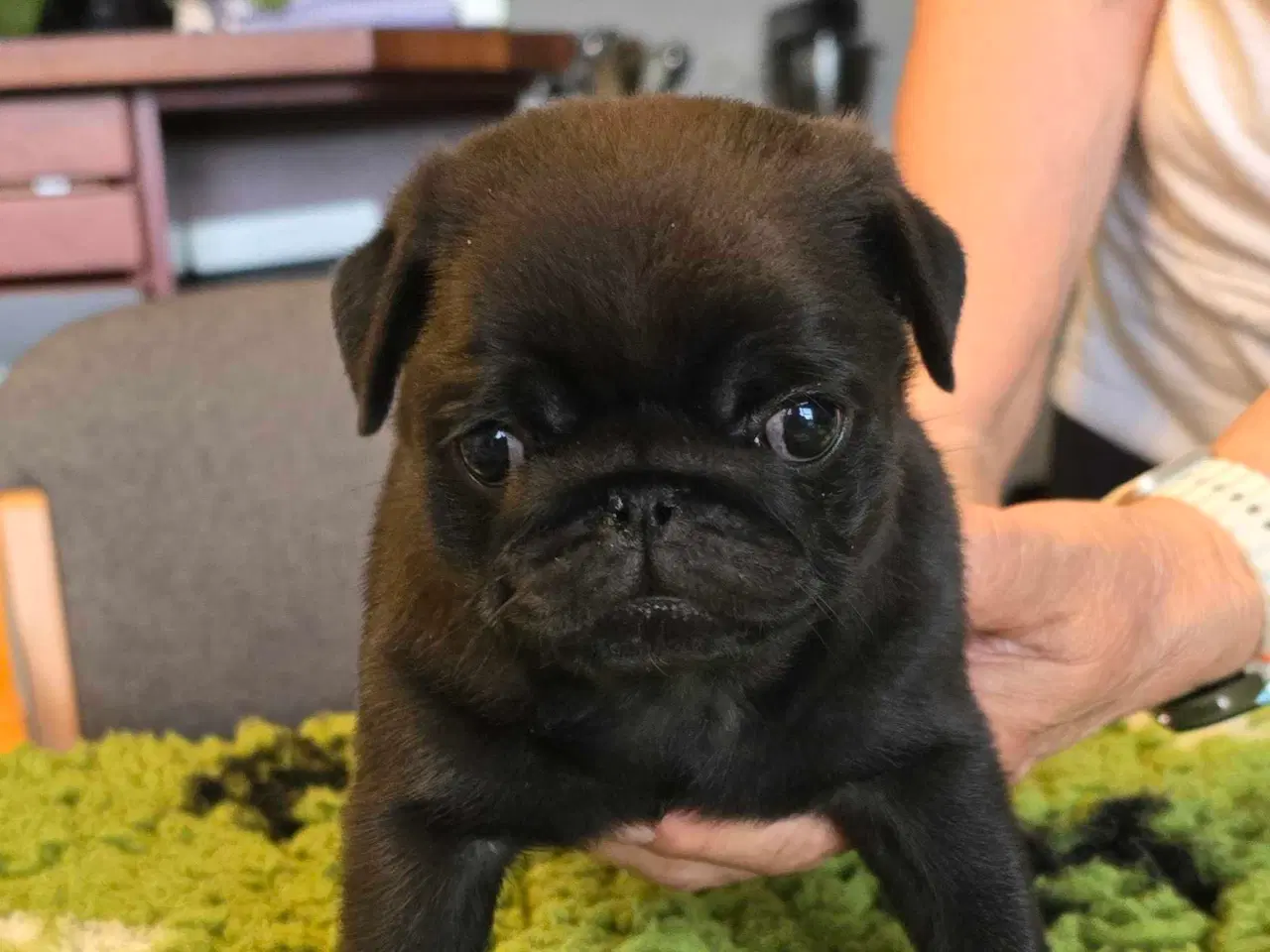 Billede 2 - Mops