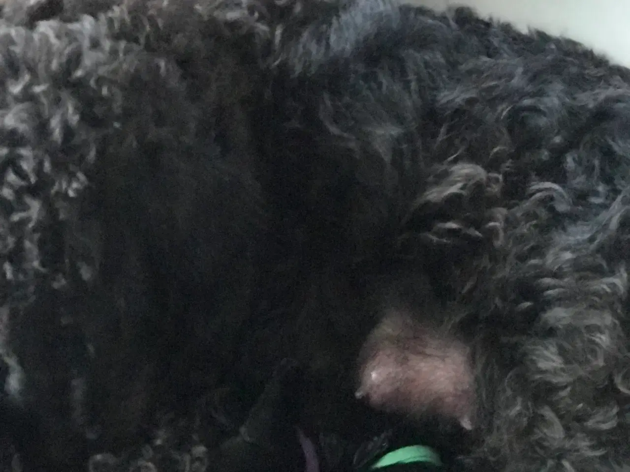 Billede 4 - doodledoodle hvalpe en skøn familiehund, fra 18/6
