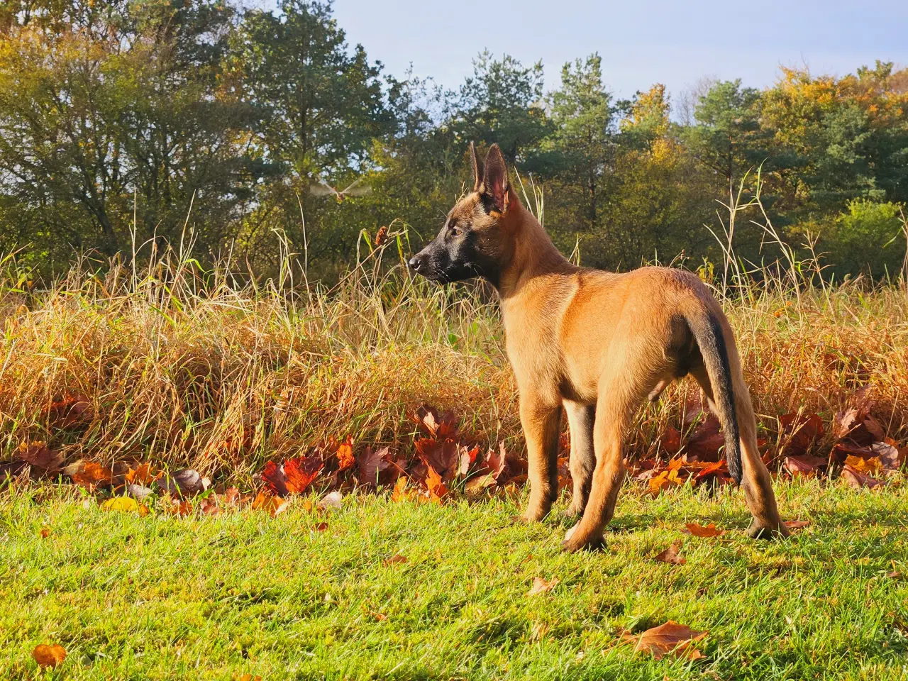 Billede 4 - Belgisk Malinois hvalpe til salg 