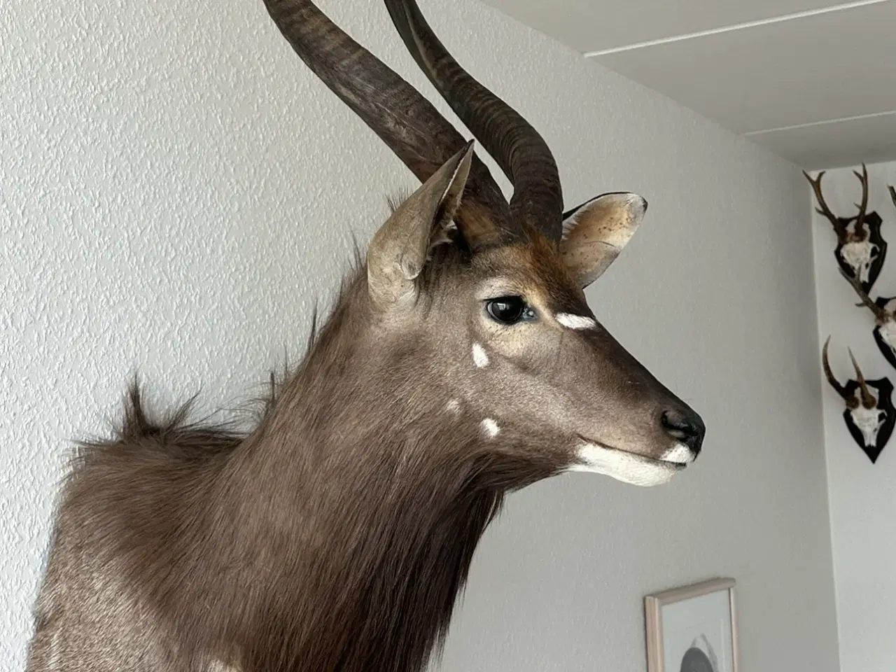 Billede 1 - Stor flot Nyala hovedmonteret sælges 