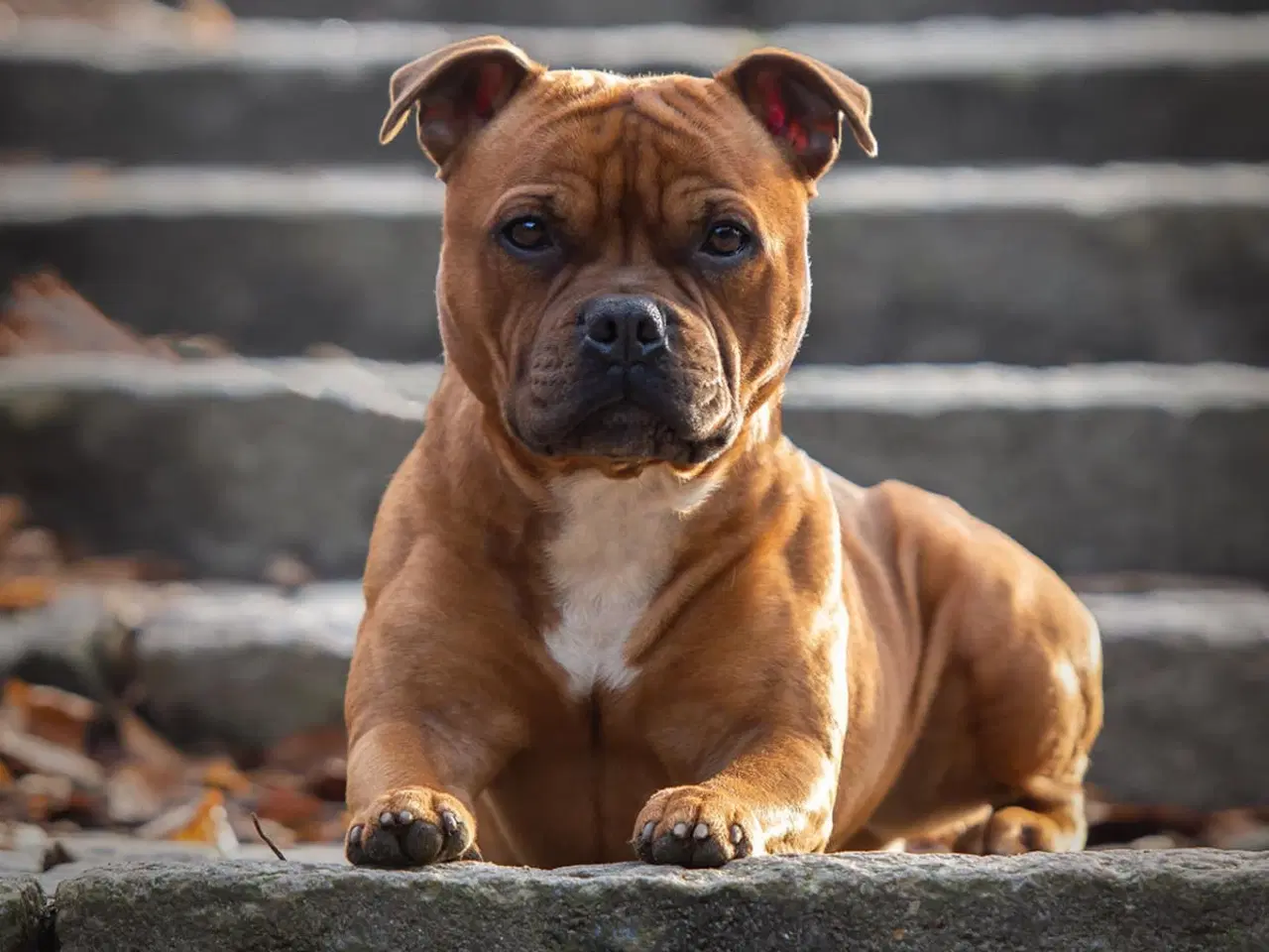 Billede 7 - Staffordshire Bull terrier tæve 