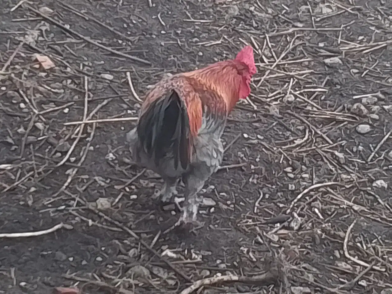 Billede 2 - Hane fra juni 2025