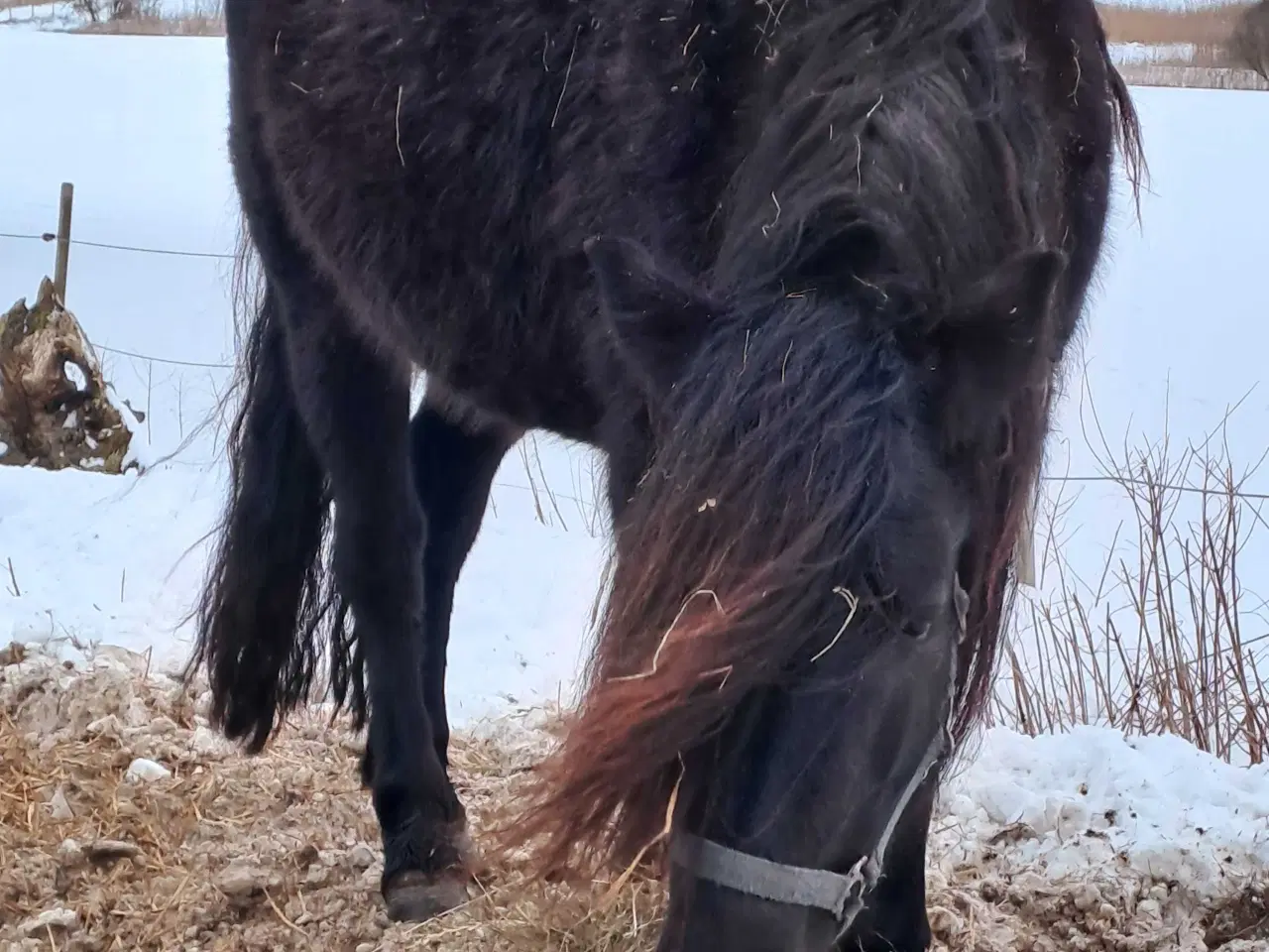 Billede 1 - 2 for 1 drægtig koldblods meget kørt