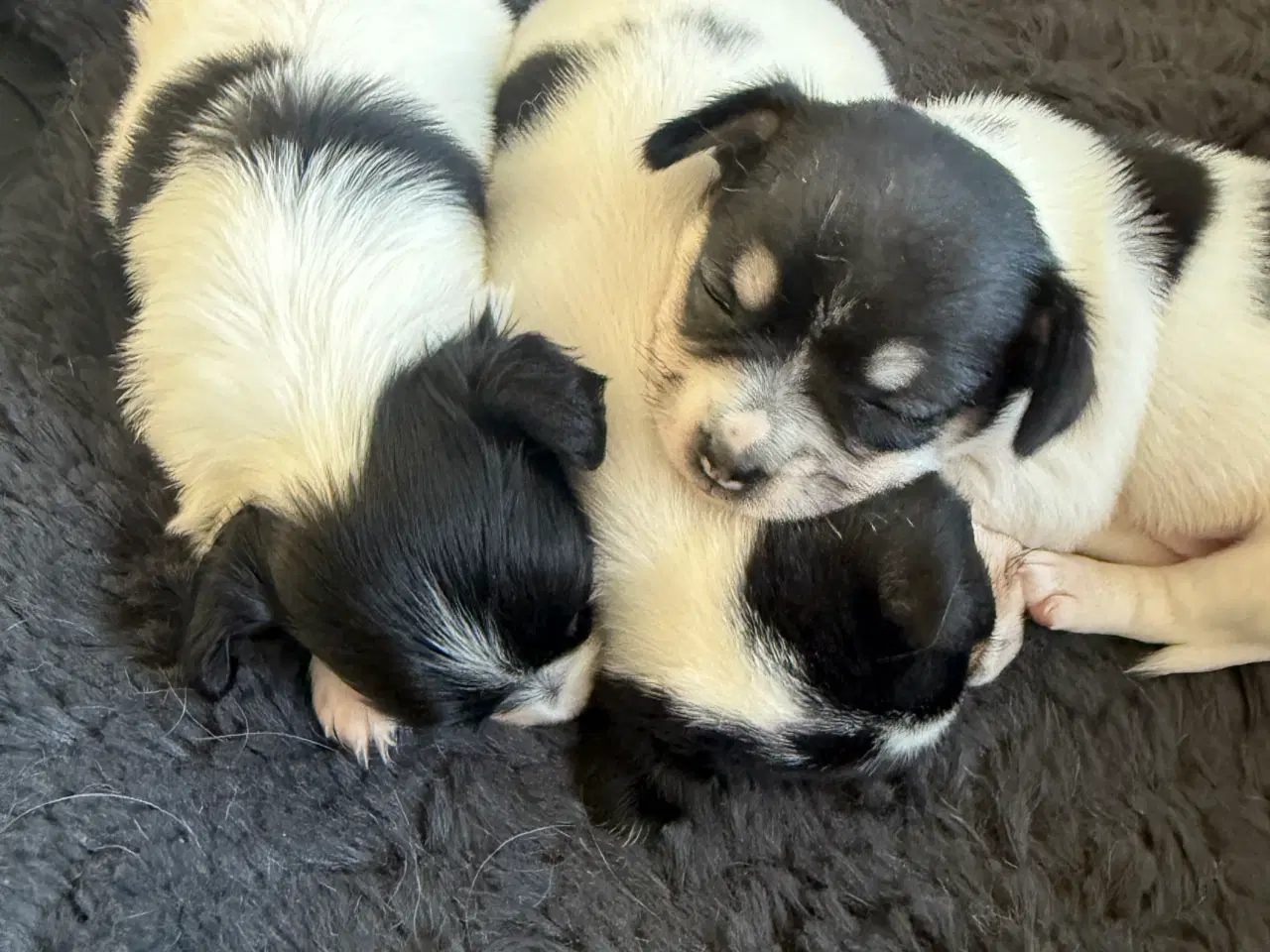Billede 12 - Mini Pomaranin/papillon 
