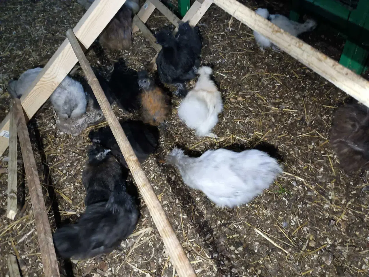 Billede 10 - Blænding race  Varmefri kyllinger  for Multi farve