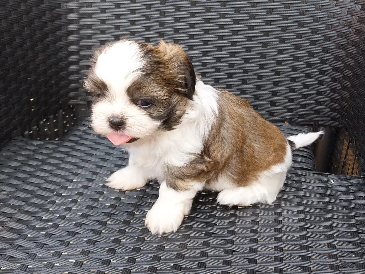 Billede 12 - Shih Tzu hvalpe