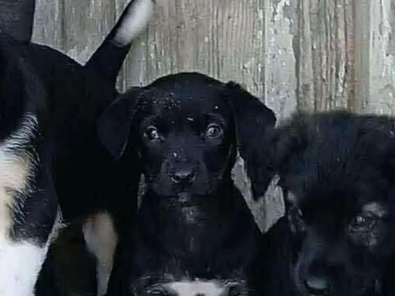 Billede 9 - Lille søde Grace leder efter sin helt egen familie