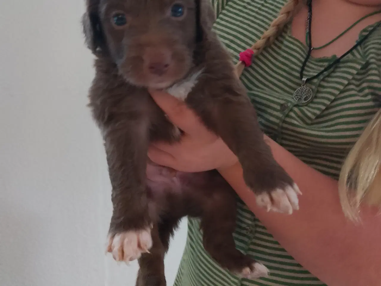 Billede 5 - Aussie doodle hvalpe 