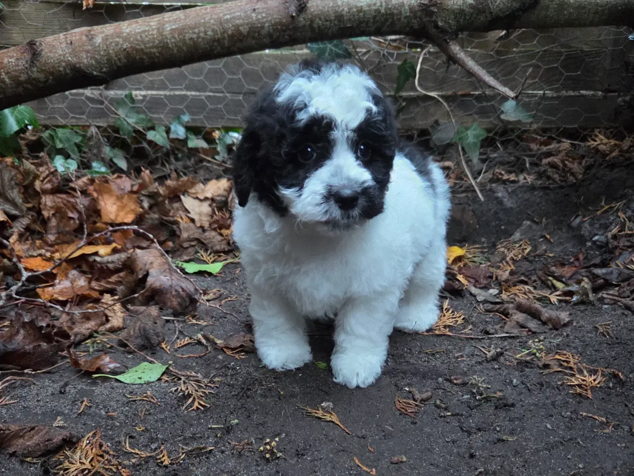 Billede 4 - Havapoo tæve hvalp❤️🐶