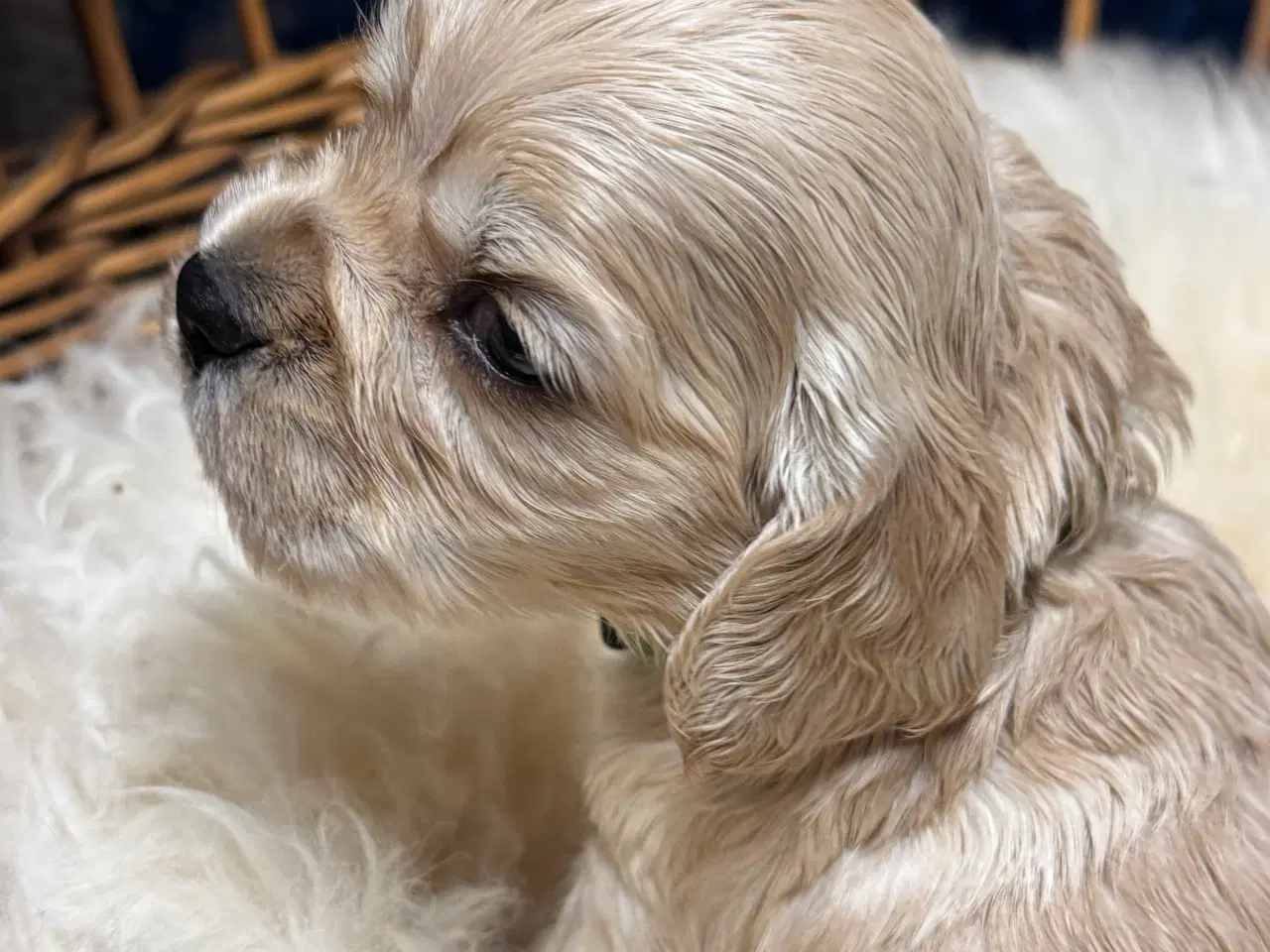 Billede 2 - Skønne Amerikanske Cockerspaniel 