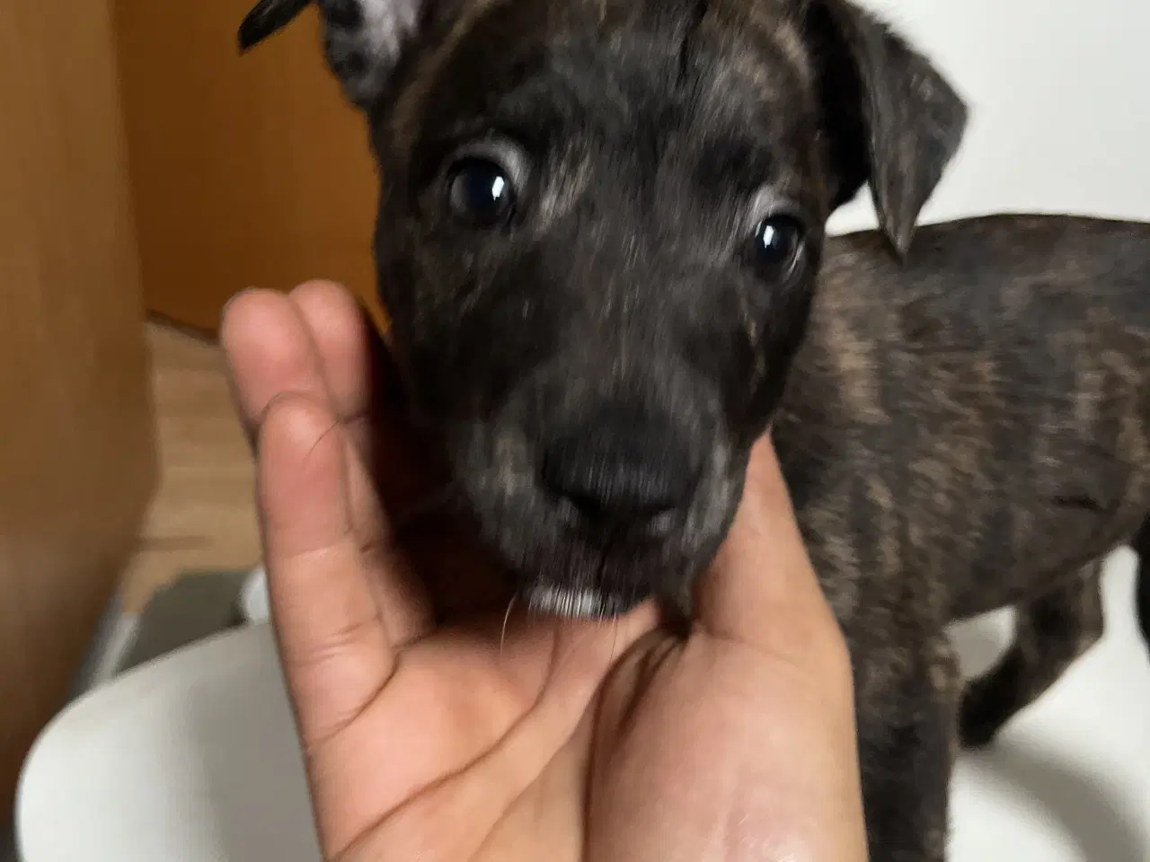 Billede 6 - 5 skønne hvalpe søger nyt, kærligt hjem 🐶 