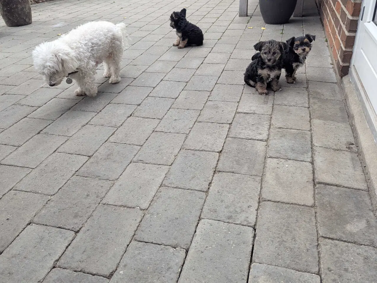 Billede 1 - Hundehvalpe 