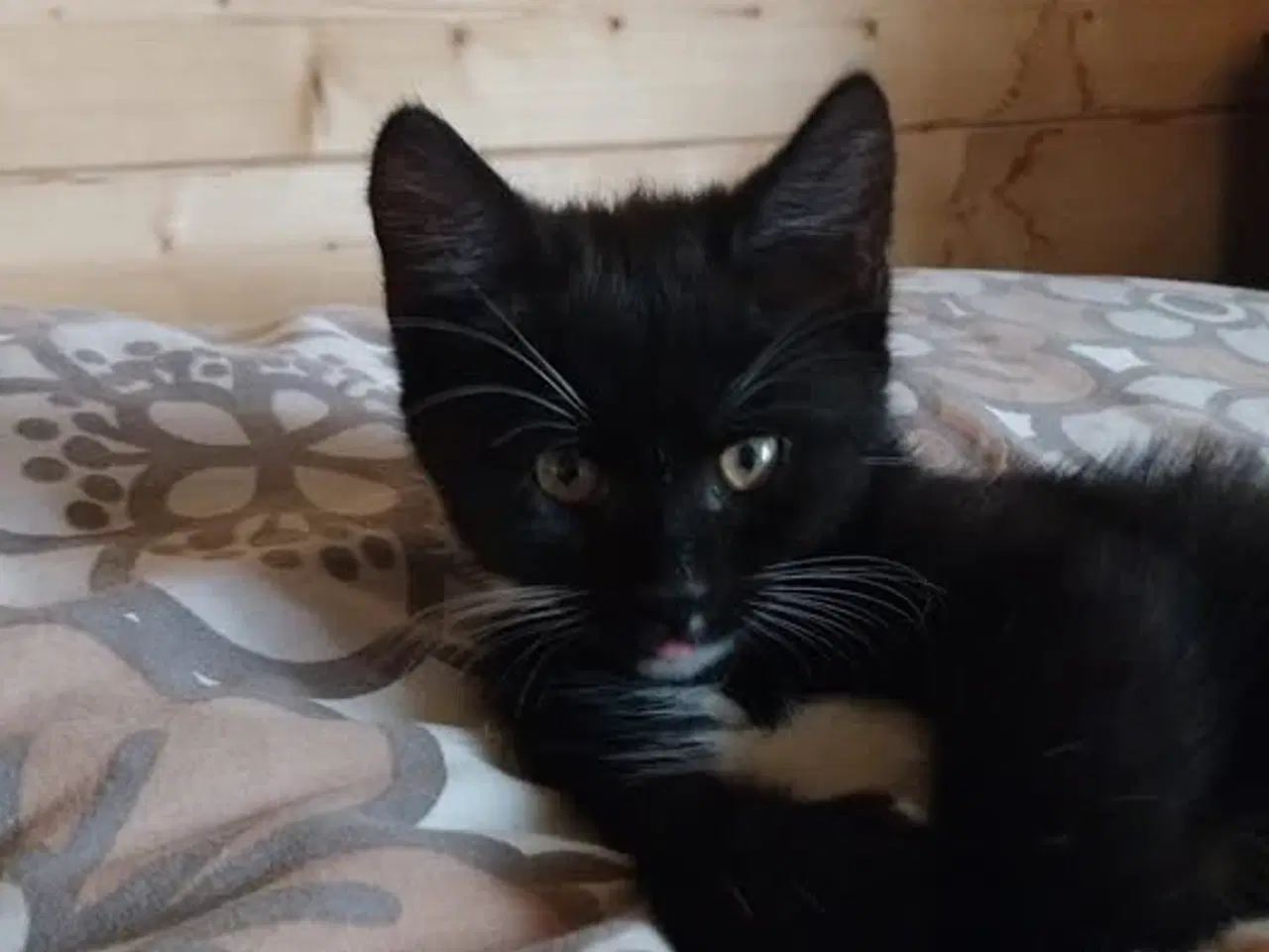 Billede 2 -  KATTE KITTEN PERSIAN MIX