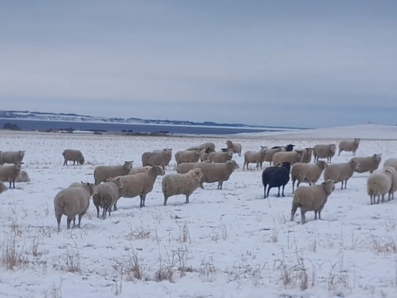Billede 1 - Får sælges