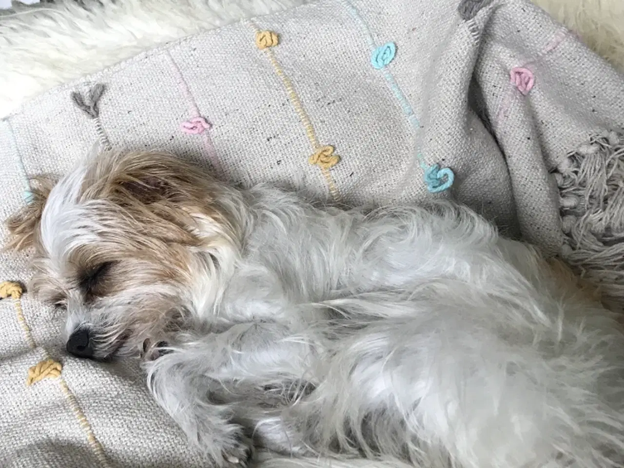 Billede 2 - Jack russell blanding tæve