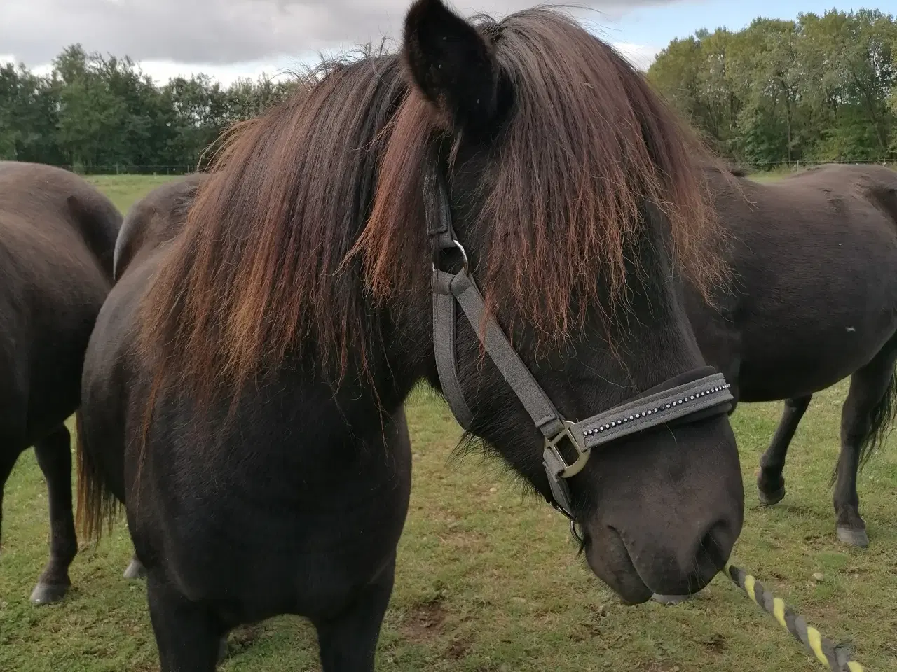 Billede 2 - Islænder 4 år hoppe